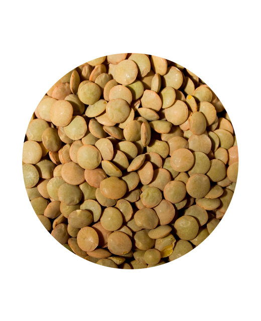 Brown Laird Lentils (Yellow Inside)